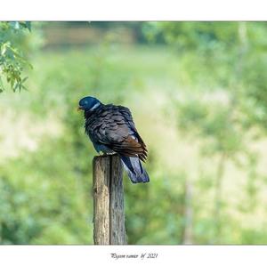 Common Wood-pigeon