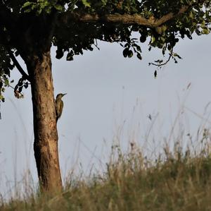 Grey-faced Woodpecker