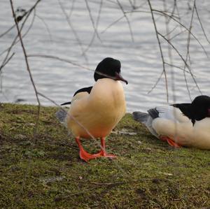 Gänsesäger