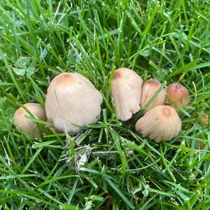 Clustered Psathyrella