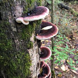 Resinous Polypore