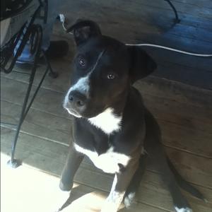 Unknown Breed