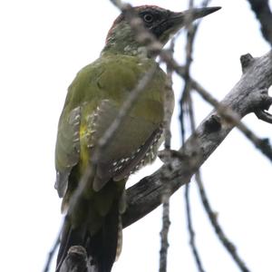 Eurasian Green Woodpecker