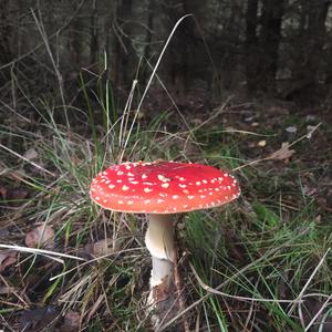 Fly Agaric