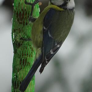 Blue Tit