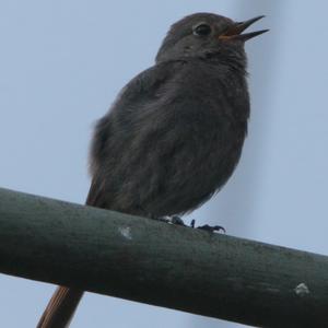 Black Redstart