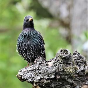 Common Starling