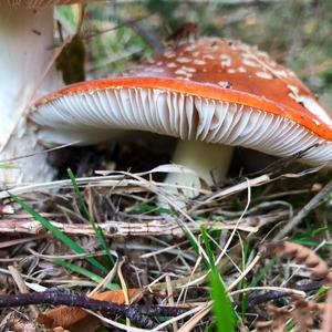 Fly Agaric