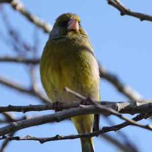 European Greenfinch