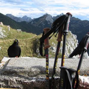 Yellow-billed Chough