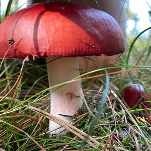 Tall Russula