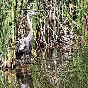 Great Blue Heron