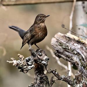 Eurasian Blackbird