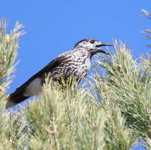 Spotted Nutcracker