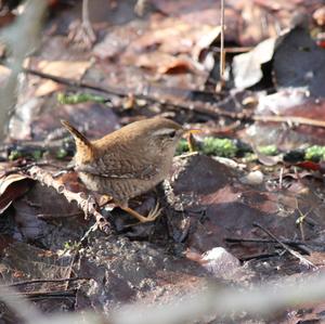 Winter Wren