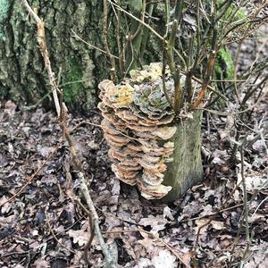 Black-staining Polypore