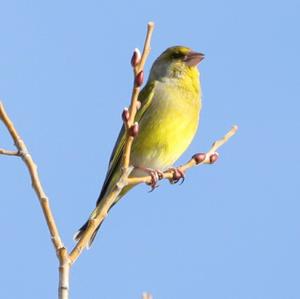 European Greenfinch