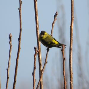 Eurasian Siskin