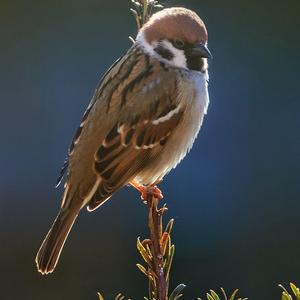 Eurasian Tree Sparrow