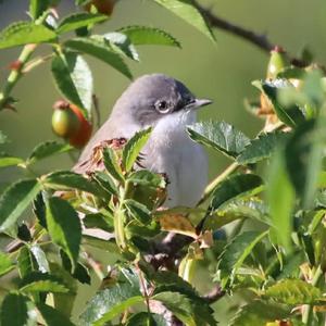 Lesser Whitethroat