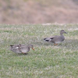 Gadwall