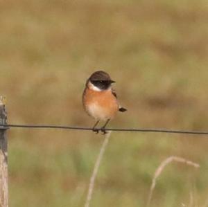 European stonechat