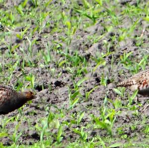 Grey Partridge