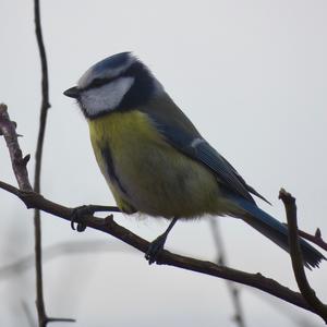 Blue Tit