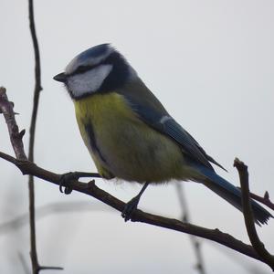 Blue Tit