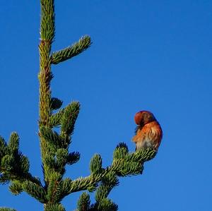 Red Crossbill