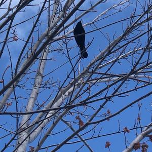 Red-winged Blackbird