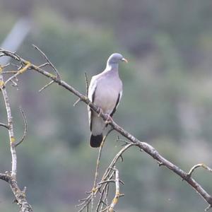 Common Wood-pigeon