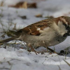 House Sparrow