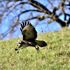 Mäusebussard