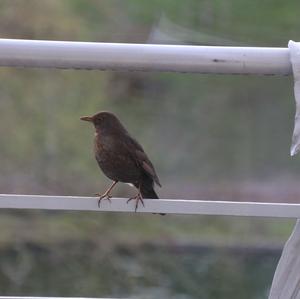 Eurasian Blackbird