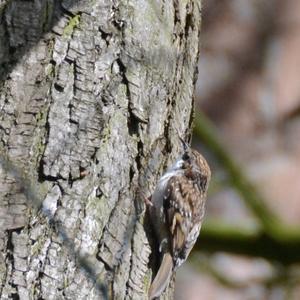 Eurasian Treecreeper