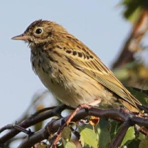 Tree Pipit