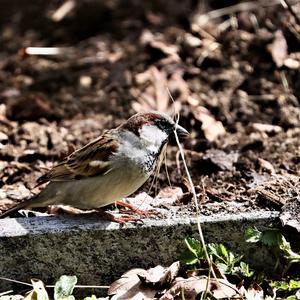 House Sparrow