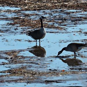 Canada Goose