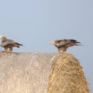 Red Kite