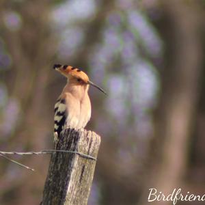 Eurasian Hoopoe