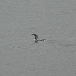 Arctic Loon