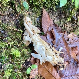 Fluted White Helvella