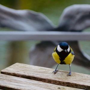 Great Tit