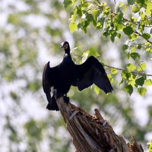 Great Cormorant