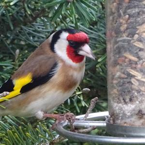 European Goldfinch