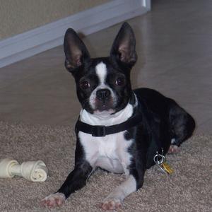 Boston Terrier