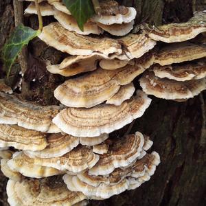 Tinder Polypore