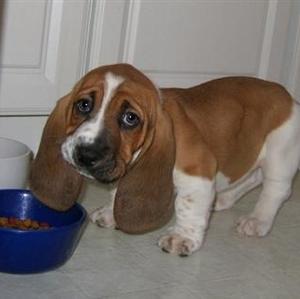 Basset Hound