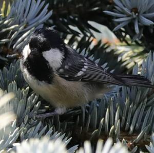 Coal Tit